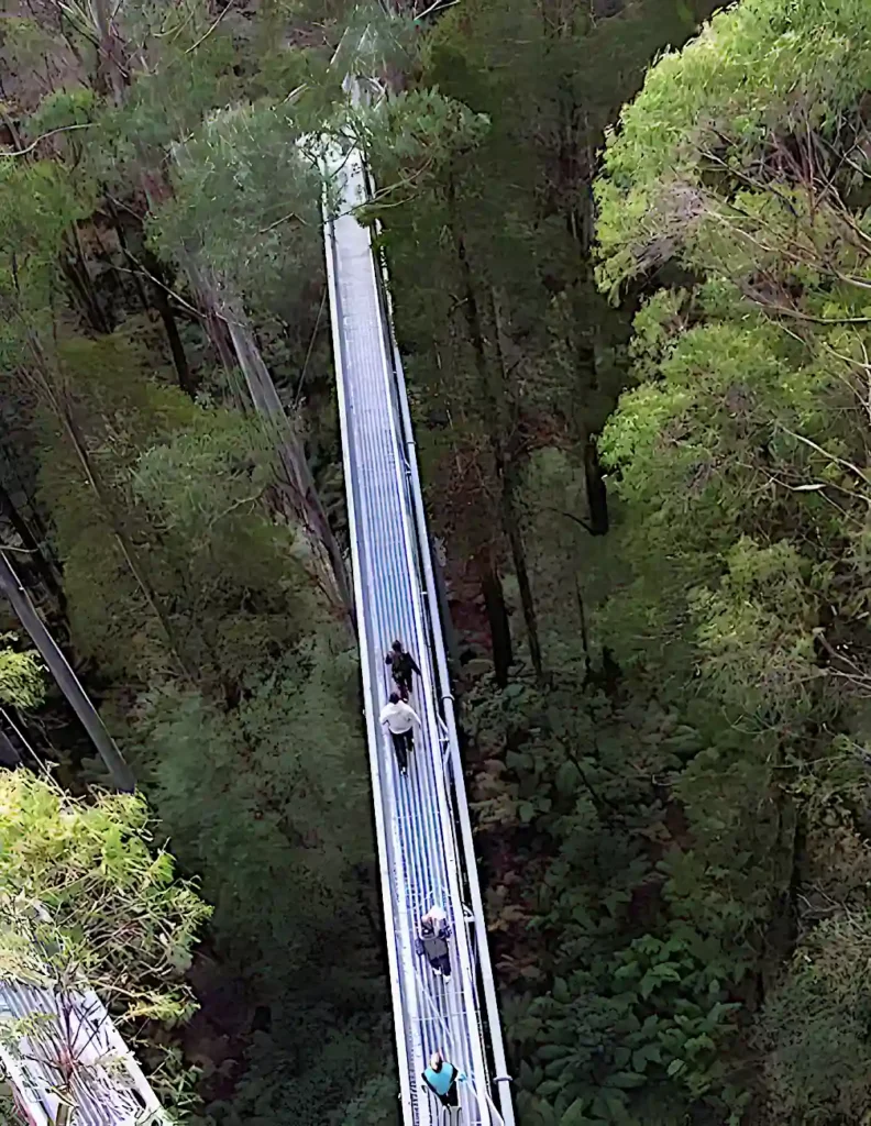 People walking across a suspension bridge at the Otway Fly Treetop Walk, surrounded by high trees in a bush setting.